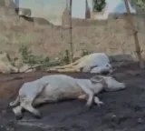 Tiger kills 14 calves in Polavaram District