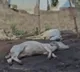 Tiger kills 14 calves in Polavaram District