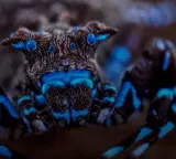 Fluorescent spider among incredible discoveries in Angola