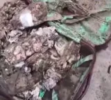 Termite Infested Cash Found In Kolkata College
