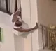 Elderly man caught secretly videotaping neighbors flat risking his life