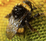 Bumble Bees Extraordinary Intelligence Surprises Scientists