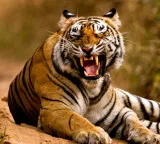 Tiger tension in Papikondalu leads to sharp drop in tourists