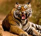 Tiger tension in Papikondalu leads to sharp drop in tourists