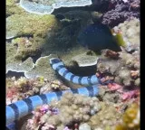 These 5 sea snakes are very dangerous