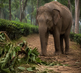 K'taka: IPS officer's wife killed in wild elephant attack; CM Shivakumar offers condolences