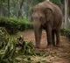 K'taka: IPS officer's wife killed in wild elephant attack; CM Shivakumar offers condolences