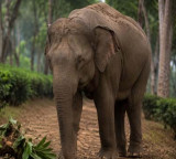 Sandhya Achaya senior IPS officer wife killed in Karnataka elephant attack