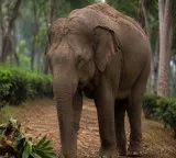 Sandhya Achaya senior IPS officer wife killed in Karnataka elephant attack