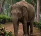 Sandhya Achaya senior IPS officer wife killed in Karnataka elephant attack