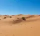 Sahara Desert tragedy 49 people die of thirst in Niger
