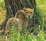 MP: India-born cheetah kgp11 dies at Kuno after treatment