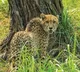 MP: India-born cheetah kgp11 dies at Kuno after treatment