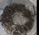 27 baby snakes in water tank panic in Haridwar