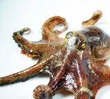 Octopus uses mirror to find food in new study