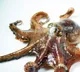 Octopus uses mirror to find food in new study