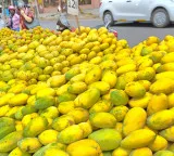 Indian Mangoes no ban on imports Nepal and Indian officials clarify