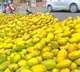 Indian Mangoes no ban on imports Nepal and Indian officials clarify