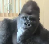 Gorilla in deep thought after fight with partner netizens say this is our story