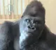 Gorilla in deep thought after fight with partner netizens say this is our story
