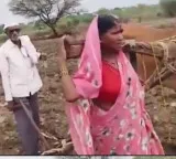Hausabai Gaikwad plows field instead of ox Maharashtra government responds