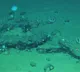 Whales graveyard found in the Indian Ocean