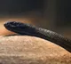 Inland Taipan is the world most venomous snake and it changes colors