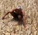 El Nino Entry To Intensify In Coming Months