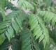 Curry leaves benefits and why you should not discard them