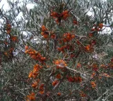 Thinles Singhe builds business with Himalayan Sea Buckthorn containing 12 times more Vitamin C than oranges