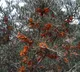 Thinles Singhe builds business with Himalayan Sea Buckthorn containing 12 times more Vitamin C than oranges
