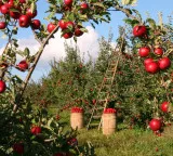 Rayalaseema farmer made miracle by cultivating Apples on Ananthapur soil