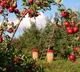 Rayalaseema farmer made miracle by cultivating Apples on Ananthapur soil