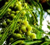 Amla for sugar control do this before eating for best results