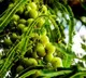 Amla for sugar control do this before eating for best results