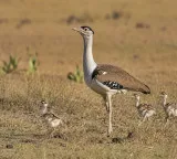 Great Indian Bustard rebirth as three new chicks are born in Rajasthan