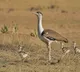 Great Indian Bustard rebirth as three new chicks are born in Rajasthan