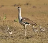 Three new chicks take Rajasthan's Great Indian Bustard population to 94