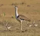 Three new chicks take Rajasthan's Great Indian Bustard population to 94