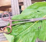 No doctor nurse performs delivery surgical scissors found in ashes reveals truth
