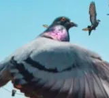 Pigeons navigation trick to reach home revealed in study