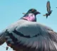 Pigeons navigation trick to reach home revealed in study