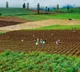 New research offers hope to farmers in reducing fertilizer costs