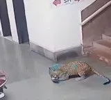 IIT Bombay shocking incident CCTV footage recorded students in fear