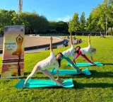 International Yoga Day gains ground across US, reflecting growing wellness culture
