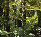 Amazon rainforest disappearance impact on Indian monsoons