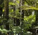 Amazon rainforest disappearance impact on Indian monsoons