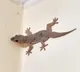 Why are some people so afraid of lizards