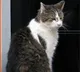 Larry the Cat remains permanent even as six UK Prime Ministers change