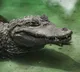 Crocodile in agricultural well creates panic among farmers